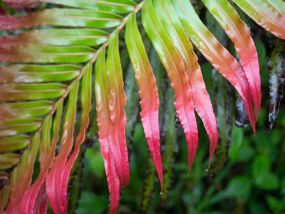 Fiji-Taveuni Island Close-up of a red-tipped Fern